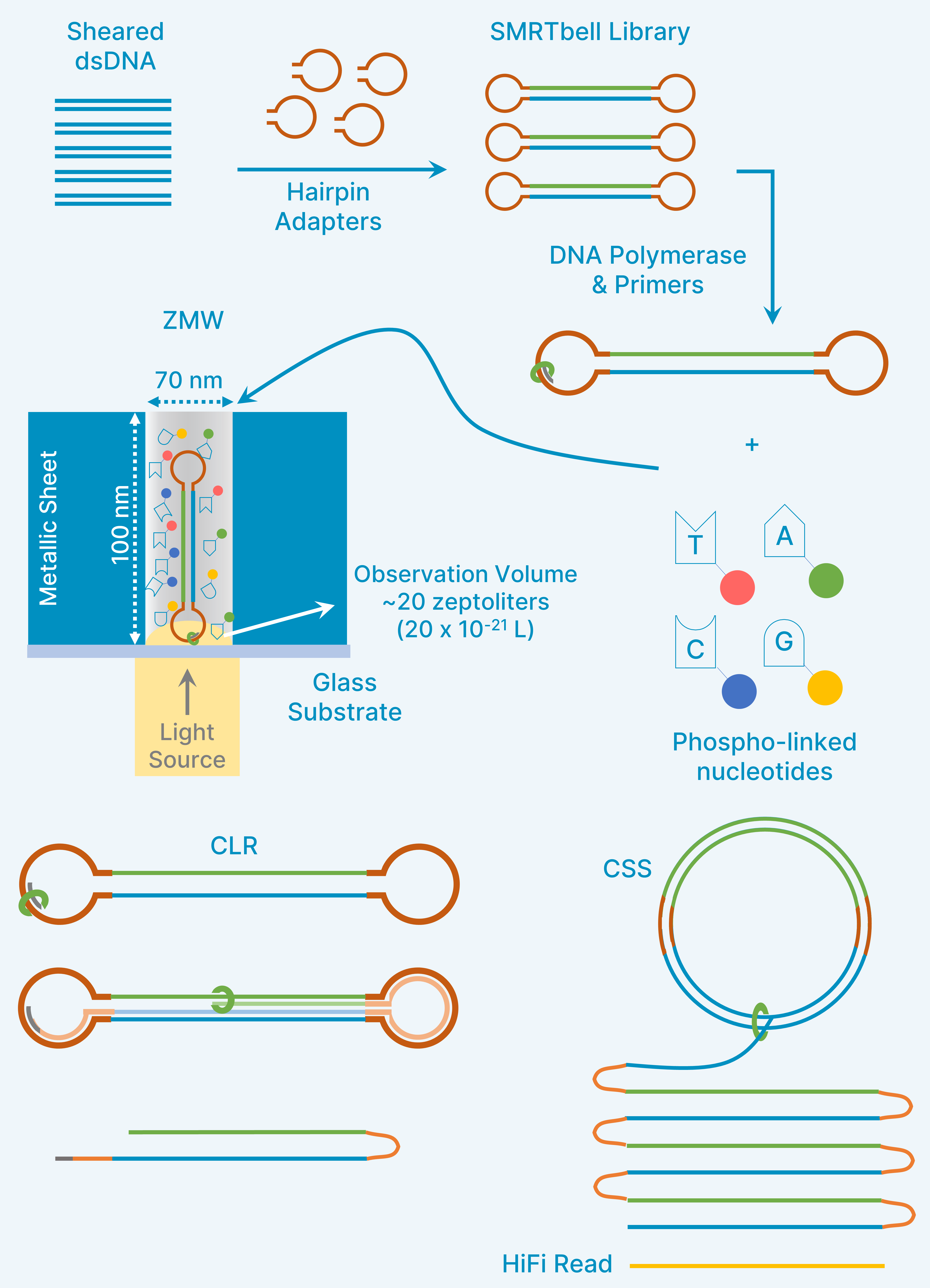 SMRT Sequencing Method