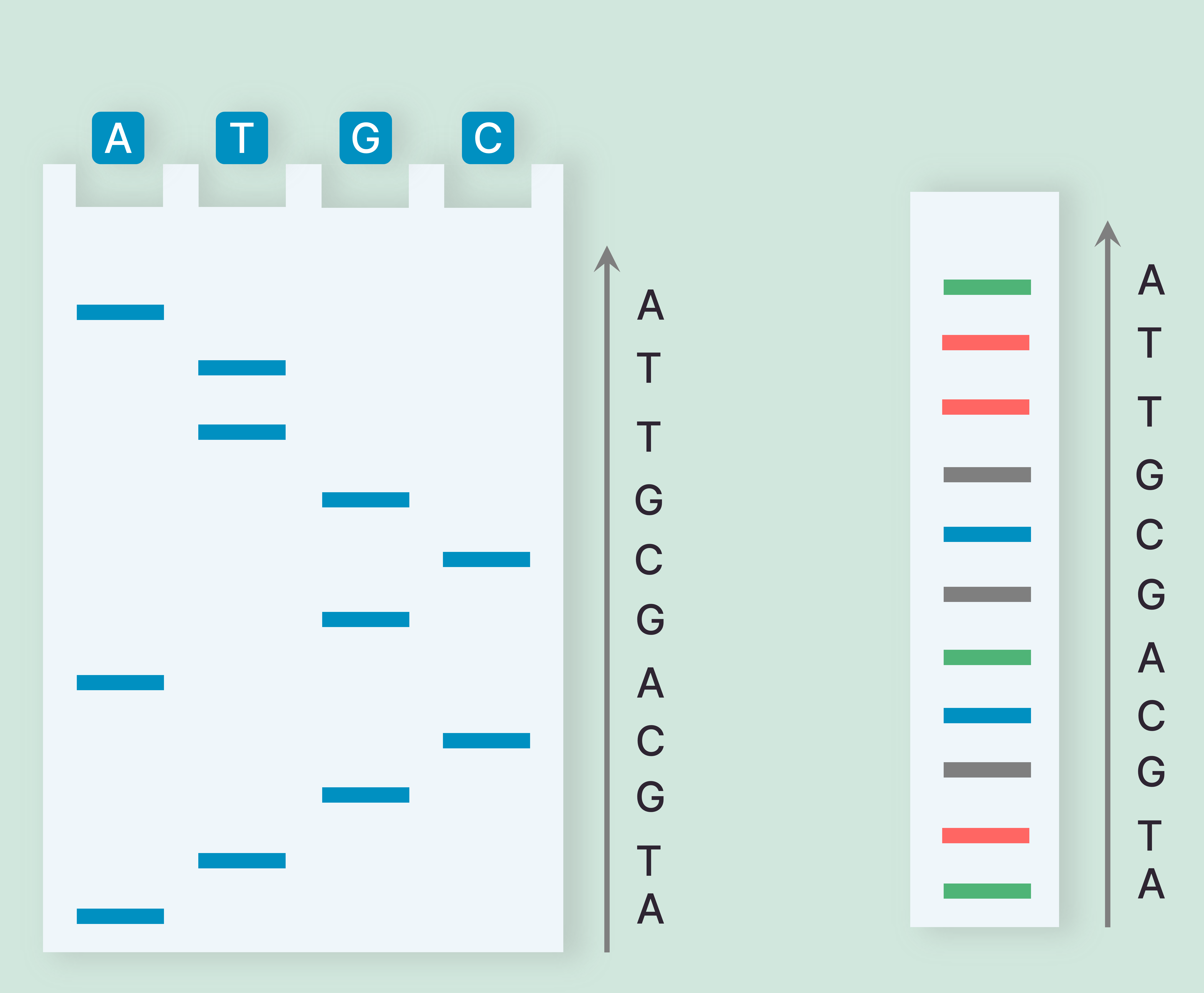 Sanger Sequencing Method